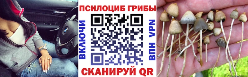 где найти наркотики  Кизляр  Псилоцибиновые грибы мицелий 